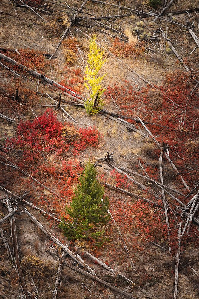 Red autumn Huckleberry vegetation and fallen trees-Yellowstone National Park-Wyoming art print by Adam Jones for $57.95 CAD